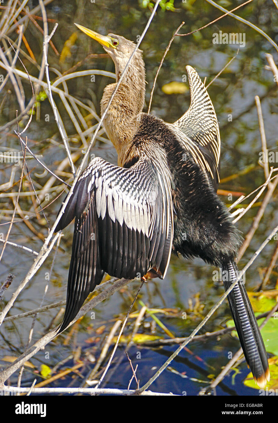 Anhinga anhinga d'oiseaux sur le sentier dans le parc national des Everglades, en Floride. Banque D'Images