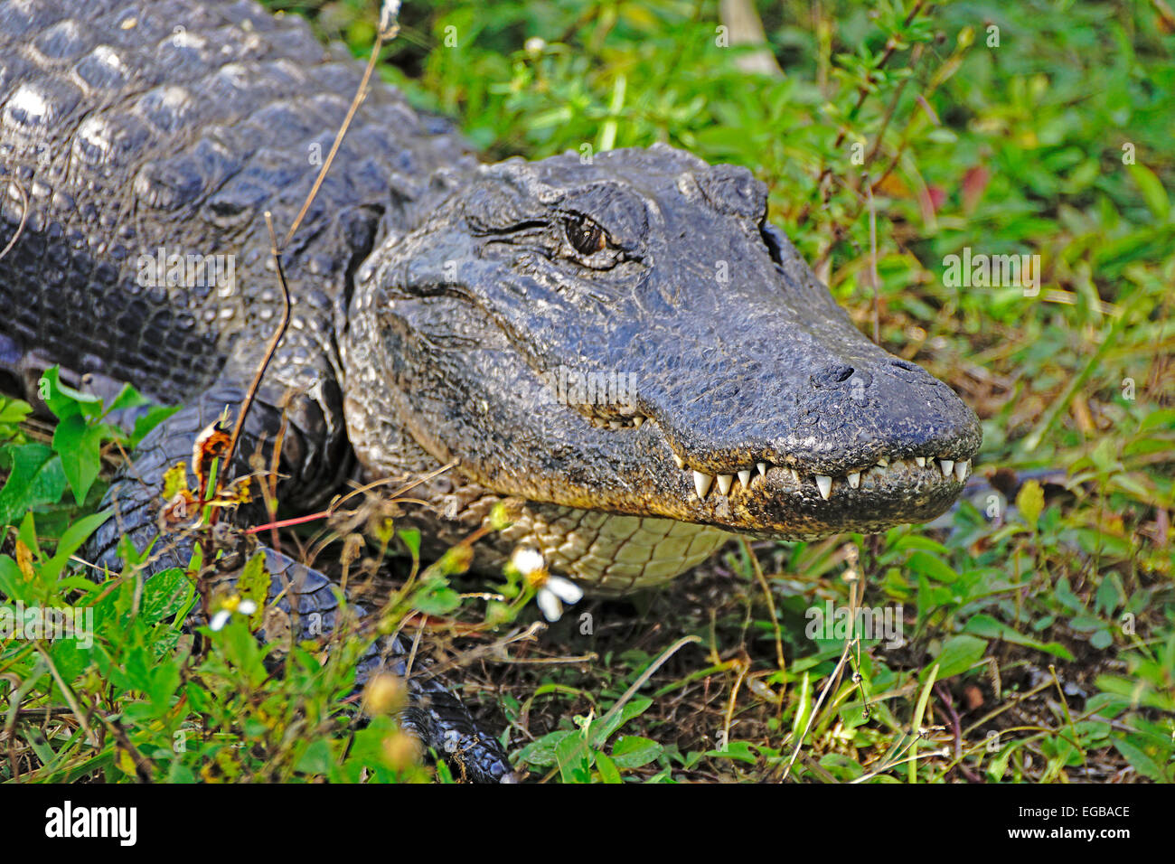 Alligator Alligator mississippiensis) (le parc national des Everglades, en Floride. Banque D'Images