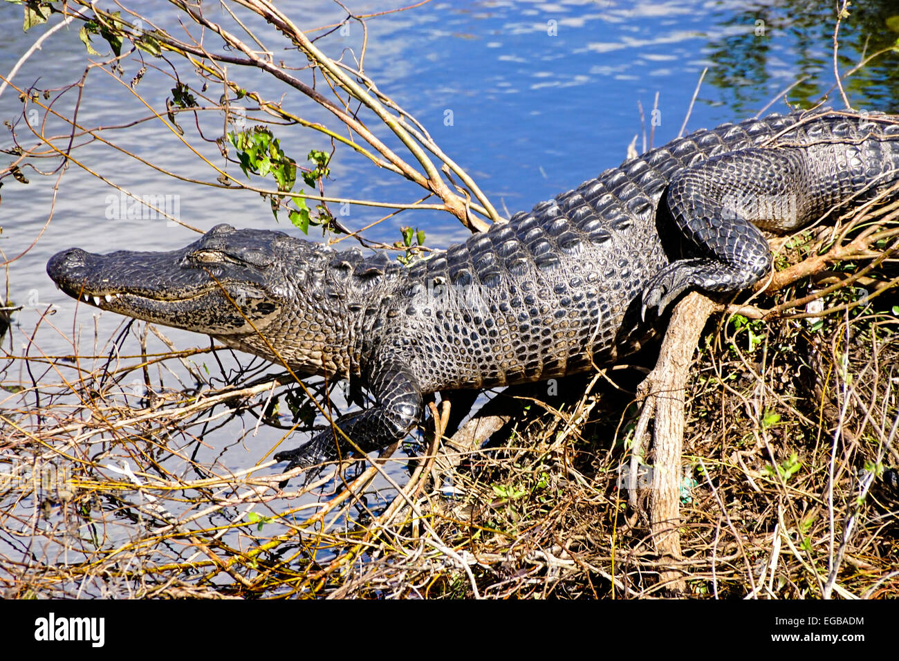 Alligator Alligator mississippiensis) (le parc national des Everglades, en Floride. Banque D'Images