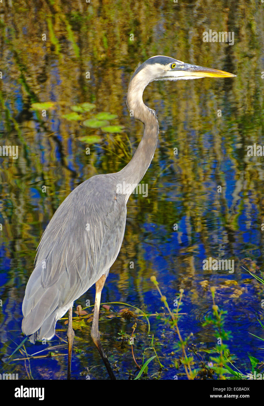Grand Héron le long de sentiers Anhinga le Parc National des Everglades, en Floride. Banque D'Images