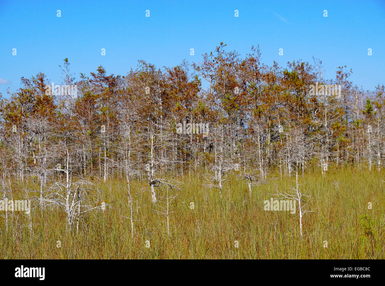 Le Parc National des Everglades les arbres morts et les herbes. Banque D'Images