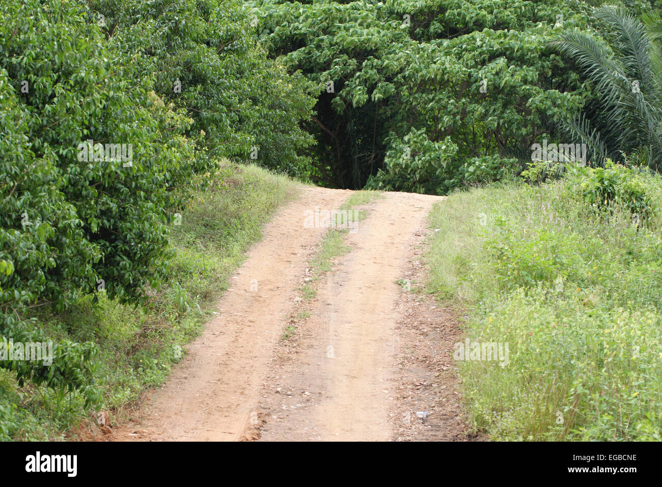 Route pour un voyage dans la forêt dans l'aventure. Banque D'Images