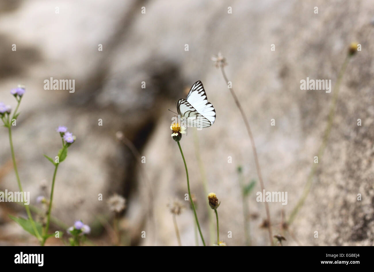 Papillon blanc sur la fleur dans le jardin. Banque D'Images