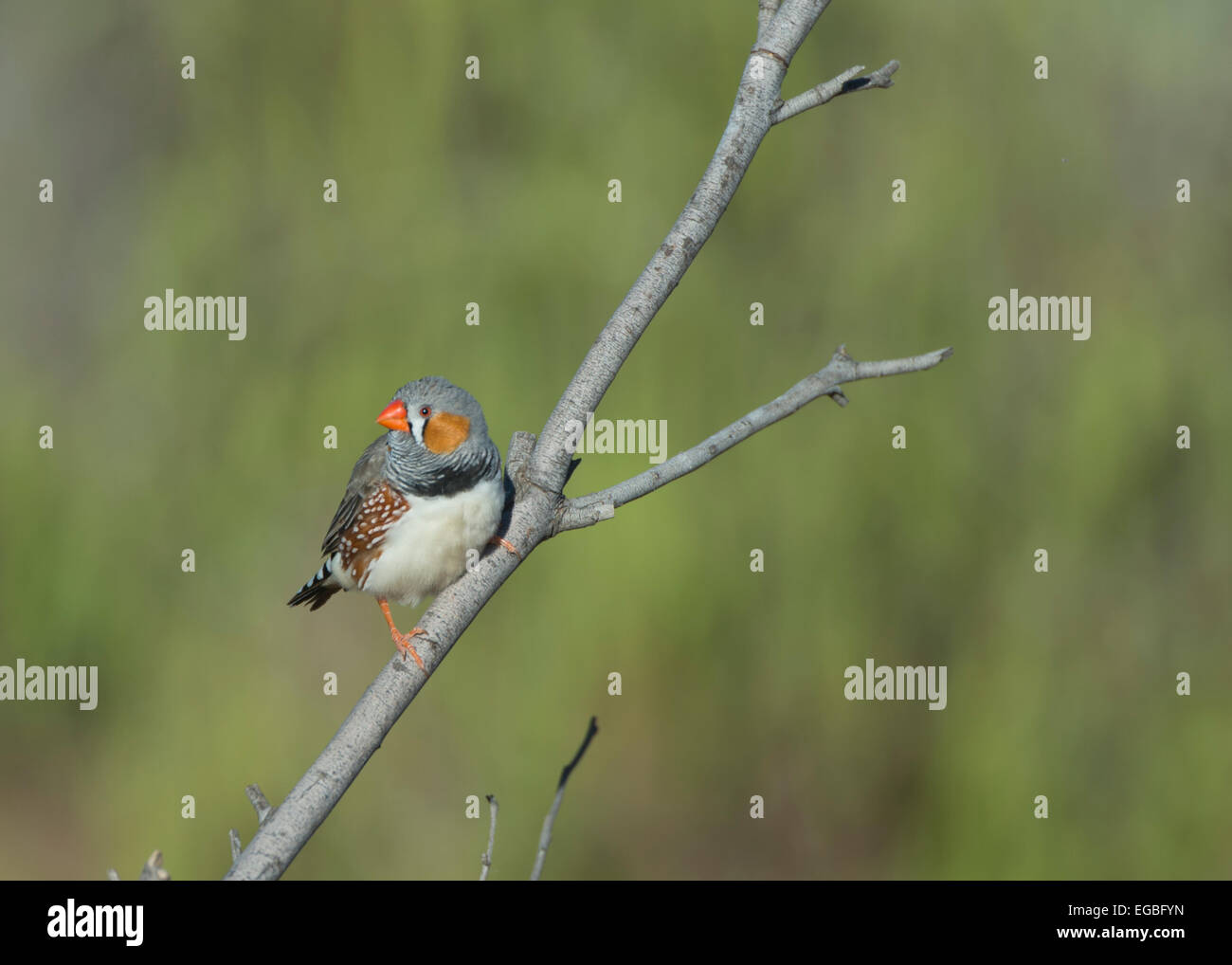 Zebra Finch (Taenopygia guttata), Port Augusta, Australie du Sud Banque D'Images