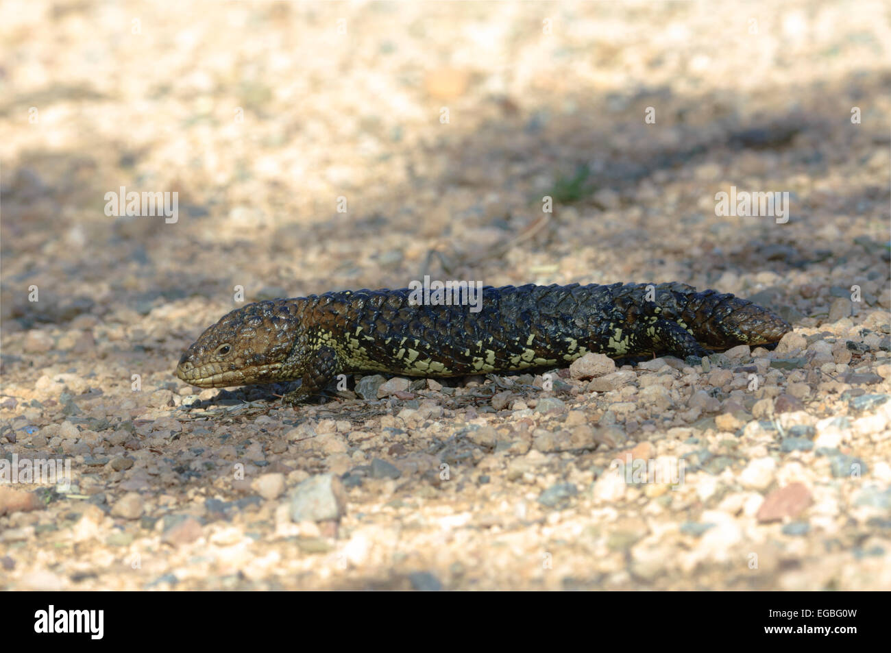 Shingle-Back (Trachydosaurus rugosus) Scinque Banque D'Images