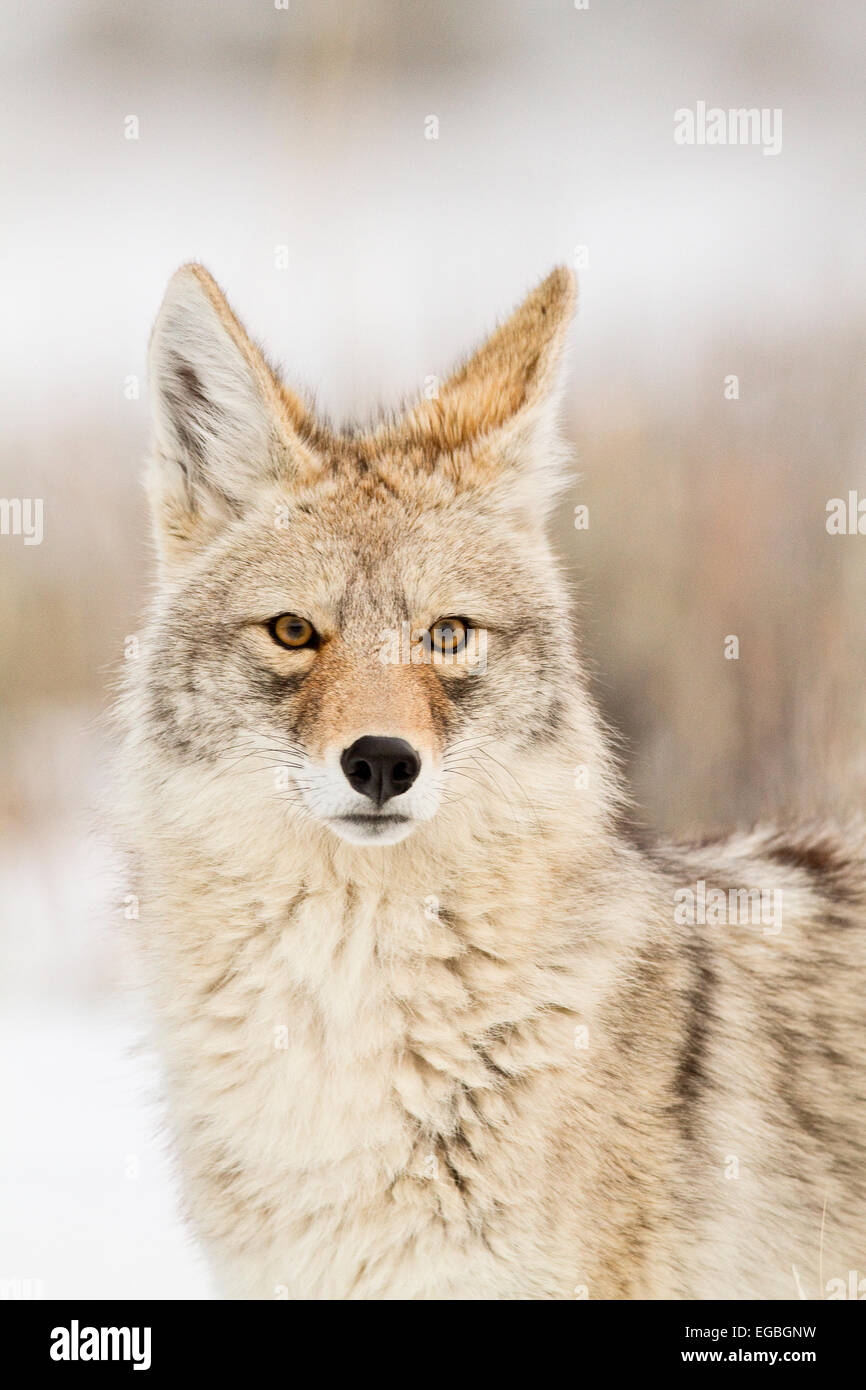 Portrait de Coyote (Canis latrans) en hiver, parc national de Yellowstone, Wyoming Banque D'Images