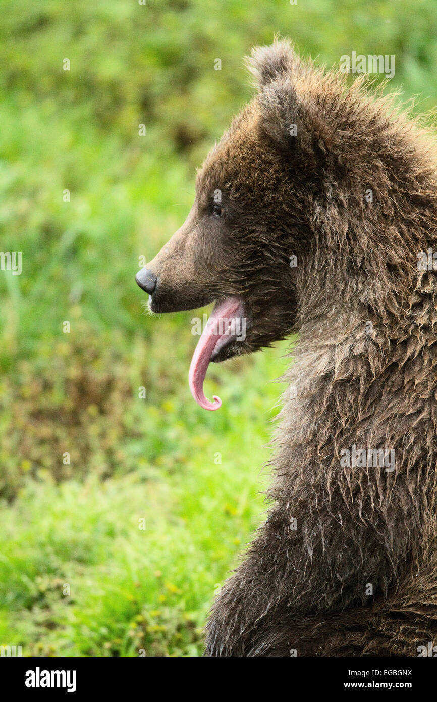 Un Ours Brun Tres Mignon Grizzli Avec Sa Langue Sortir Semble Etre Des Mains Applaudir Dans Un Ruisseau En Alaska Photo Stock Alamy