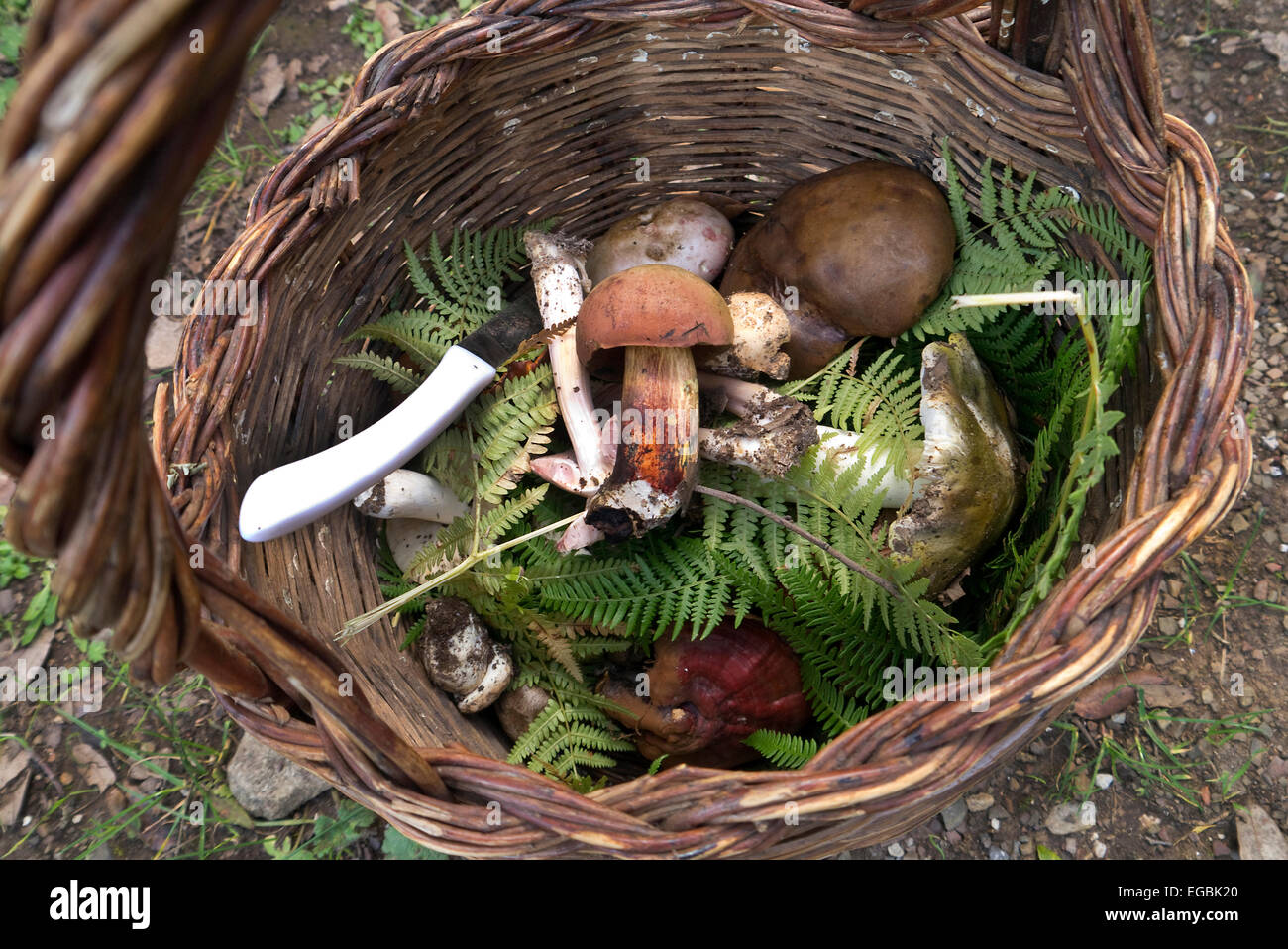 Champignons sauvages de woodlands en Sicile Banque D'Images