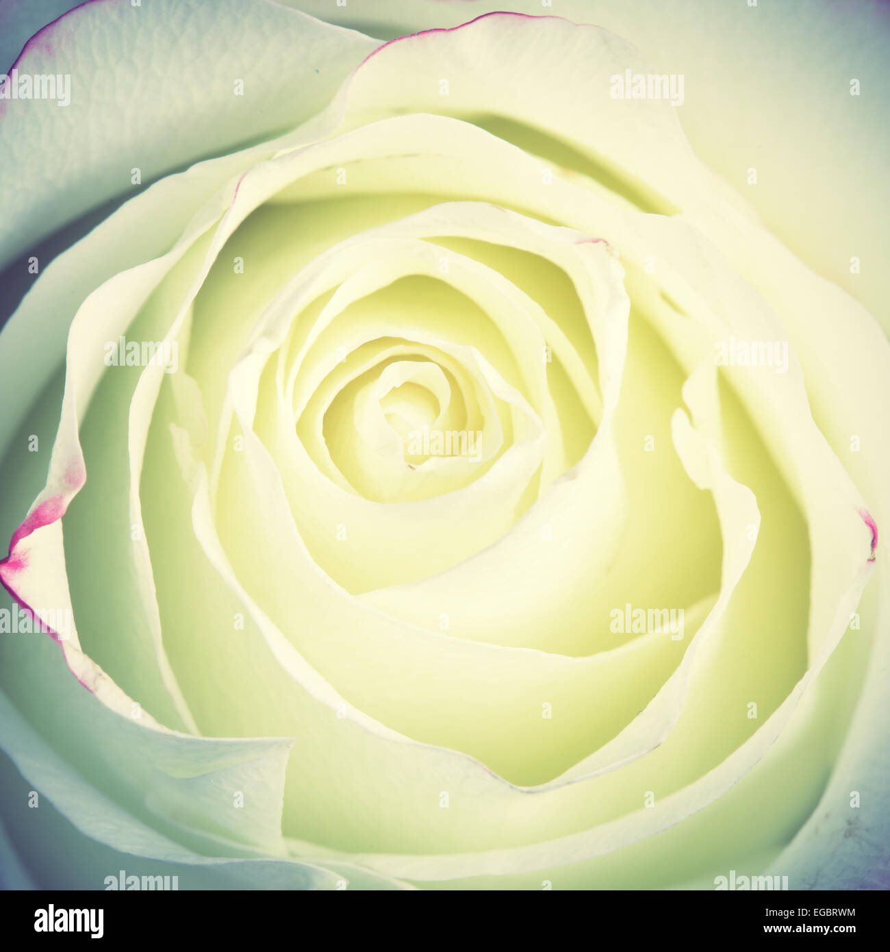 Rosebud close-up. Shallow DOF ! Style rétro filtré Banque D'Images