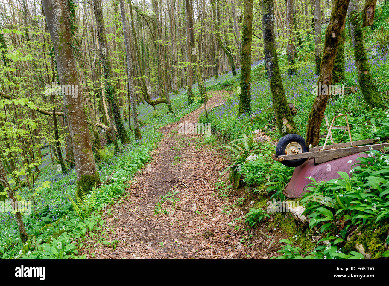 Chemin menant à travers bois bluebell magnifique près de Duloe dans Cornwall Banque D'Images