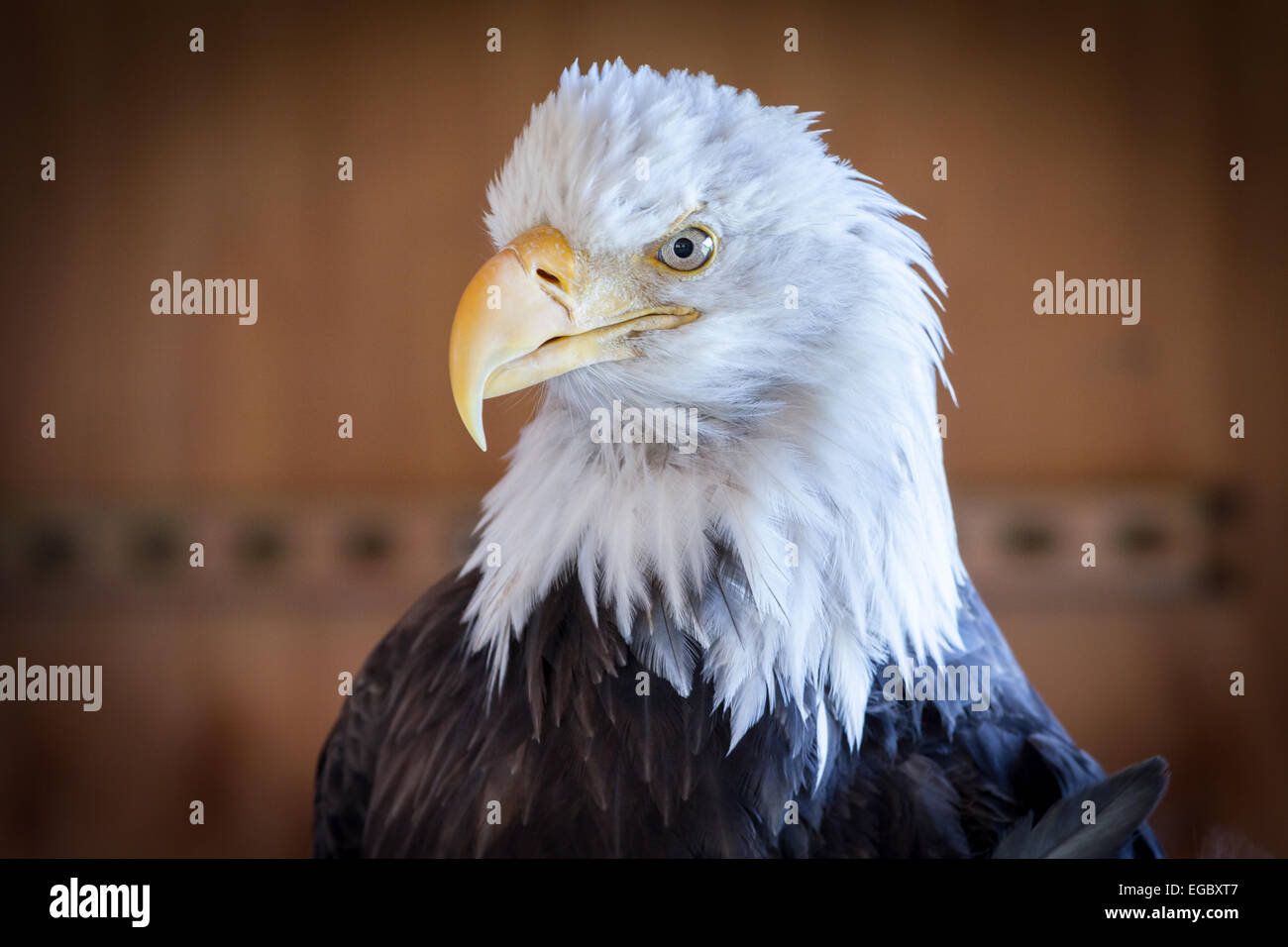 Pygargue à tête blanche d'Amérique en captivité, Alaska, USA, Amérique du Nord. Banque D'Images
