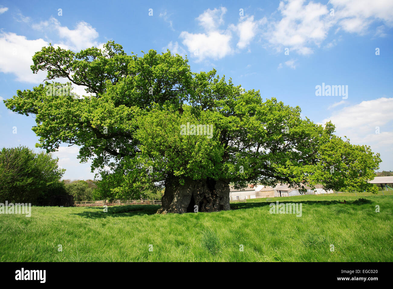 Voir l'arbre de chêne de Bowthorpe. Banque D'Images