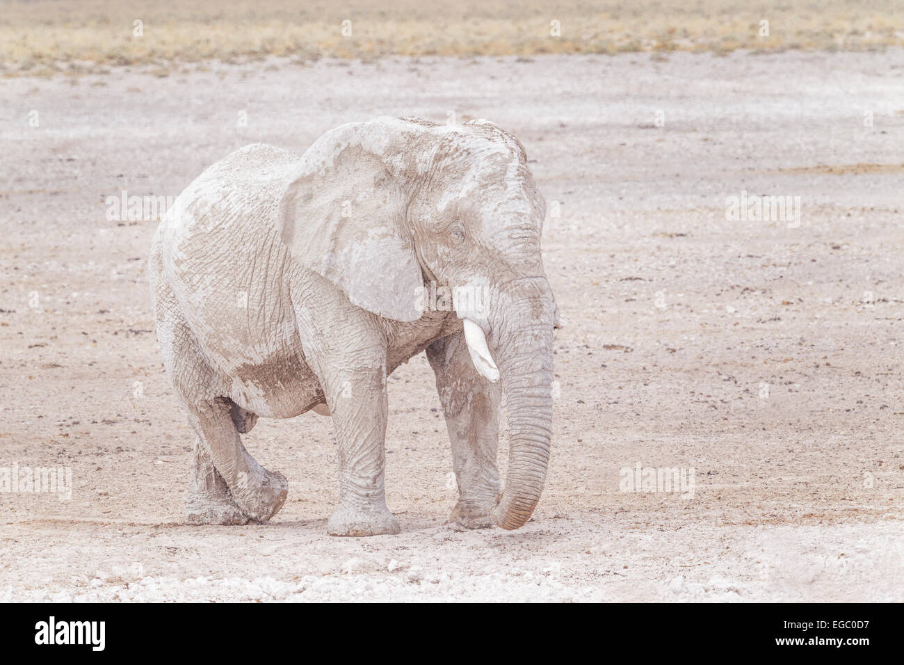 Un éléphant couvert de boue dans le parc national d'Etosha, Namibie. Banque D'Images