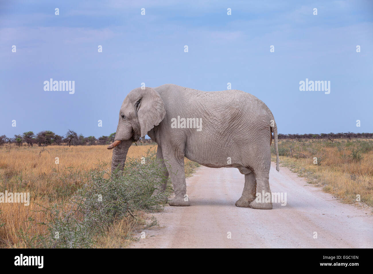 Un éléphant d'Afrique debout en passant sur un chemin de terre dans le parc national d'Etosha, Namibie. Banque D'Images