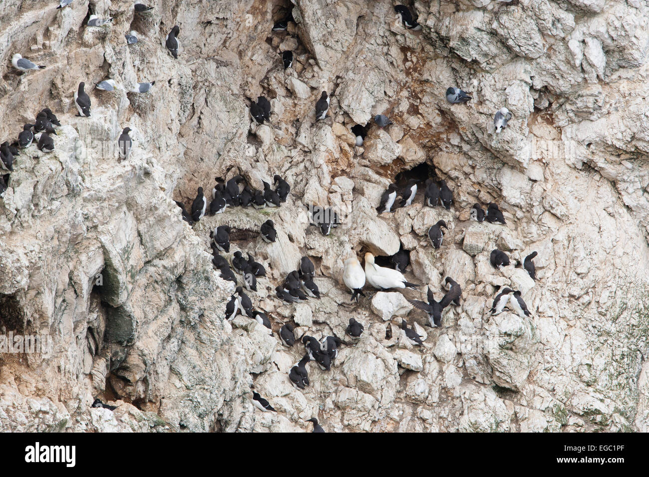 Guillemot sur les zones de reproduction de falaise Banque D'Images