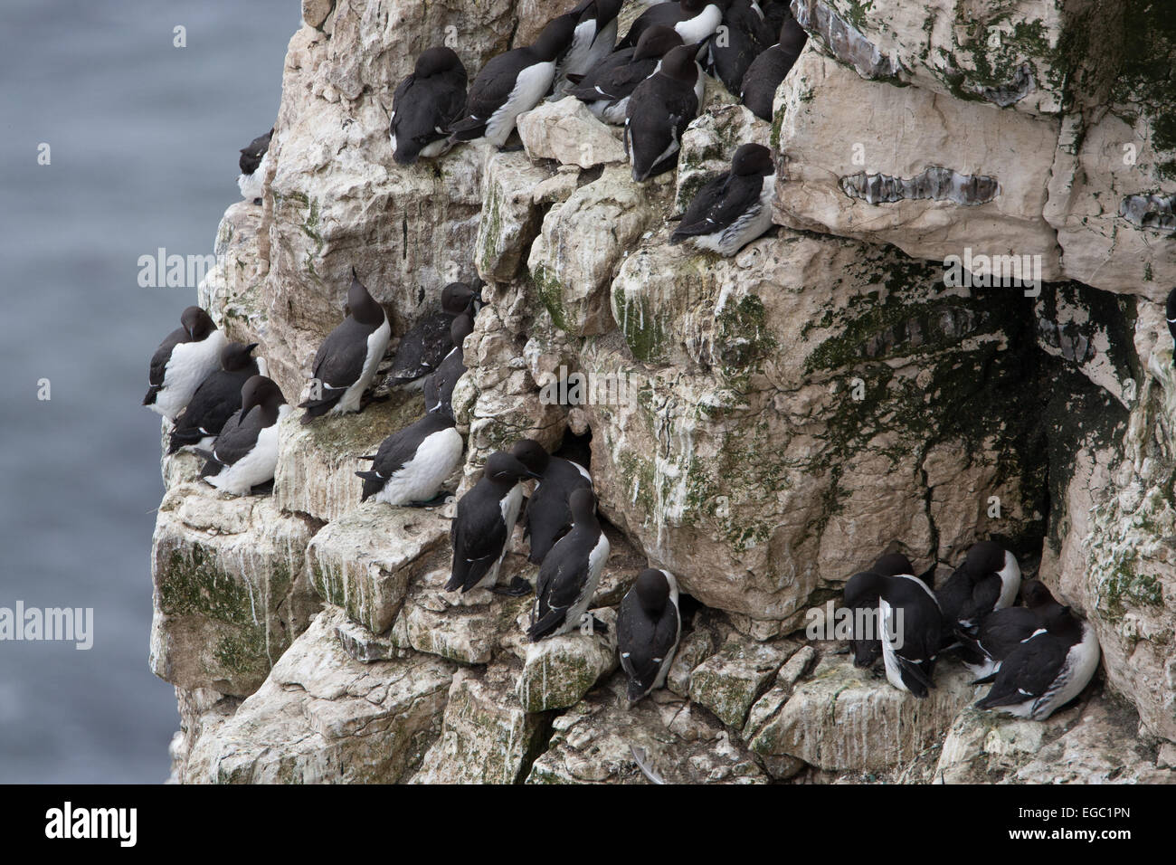 Guillemot sur les zones de reproduction de falaise Banque D'Images