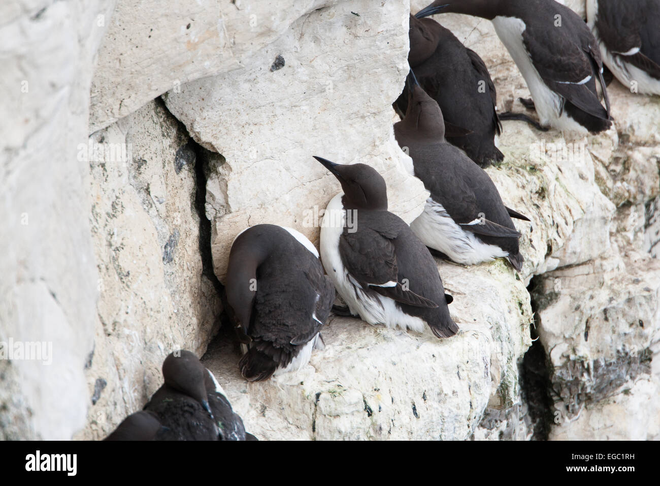 Guillemot sur les zones de reproduction de falaise Banque D'Images