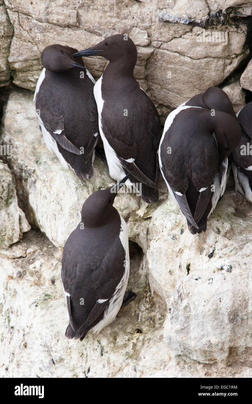 Guillemot sur les zones de reproduction de falaise Banque D'Images