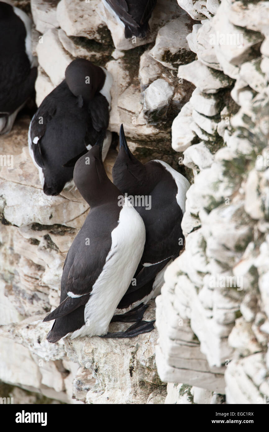 Guillemot sur les zones de reproduction de falaise Banque D'Images