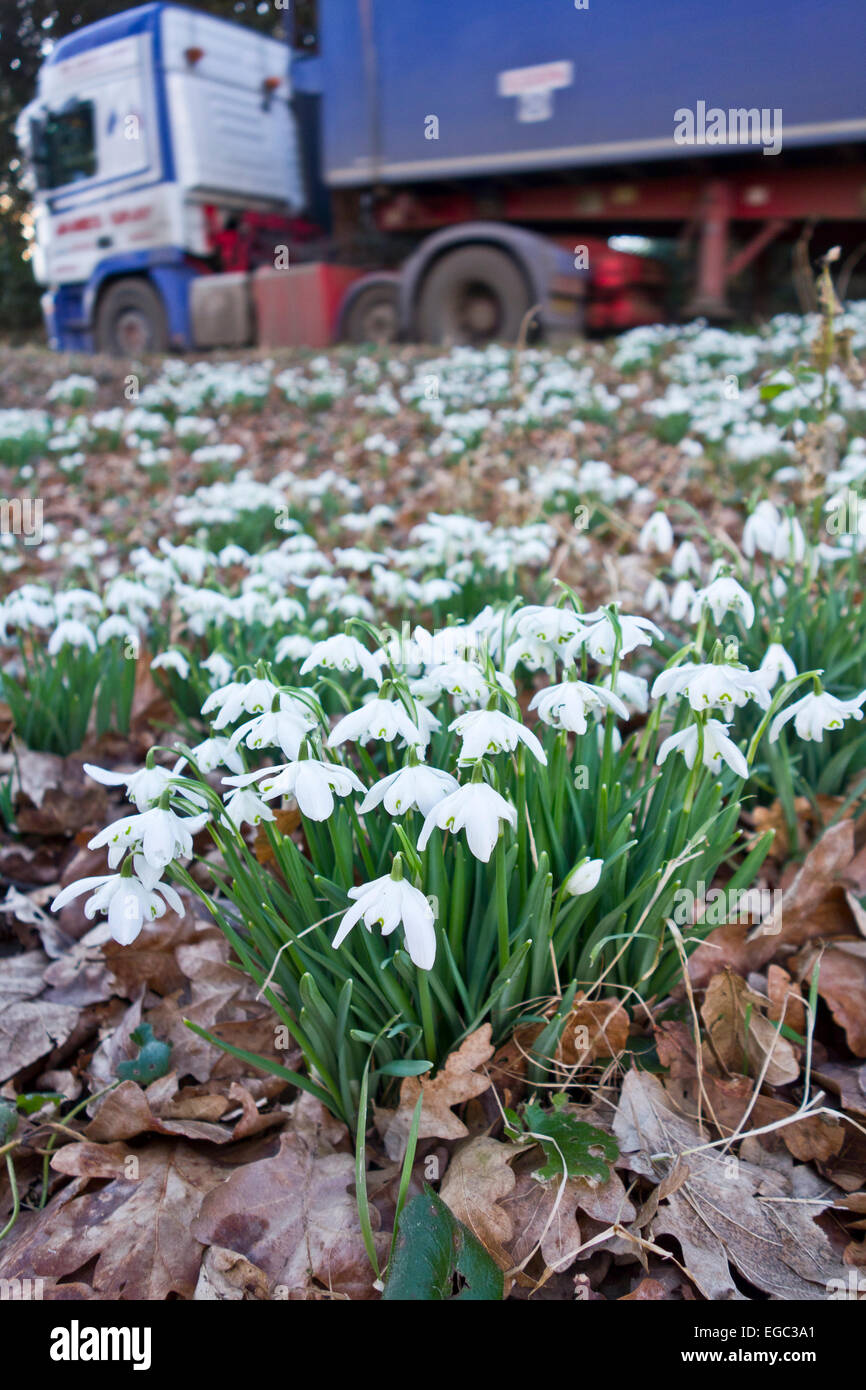 Chute de neige Galanthus snowdrop dans grass point par route country lane Banque D'Images