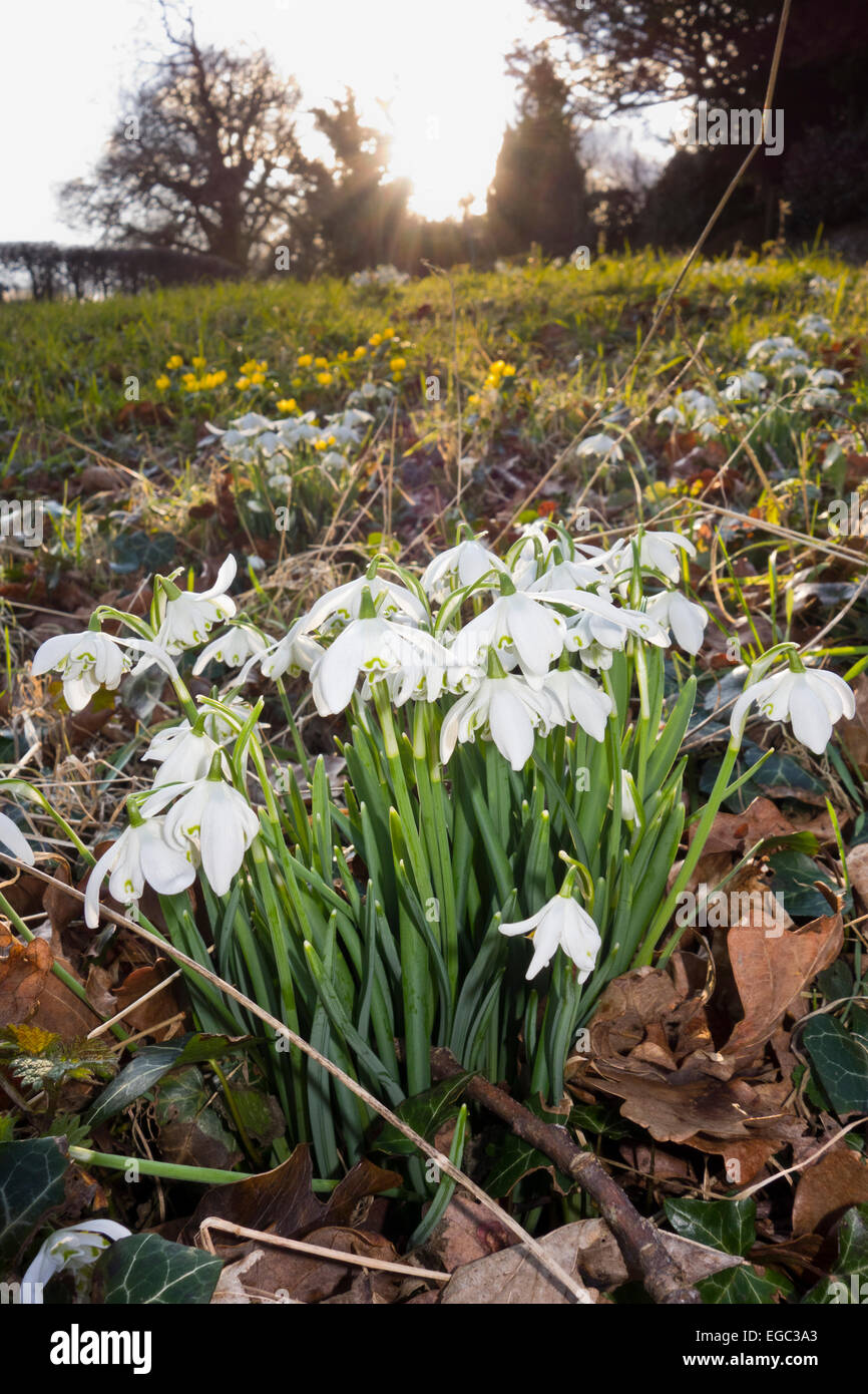 Chute de neige Galanthus snowdrop dans grass point par route country lane Banque D'Images