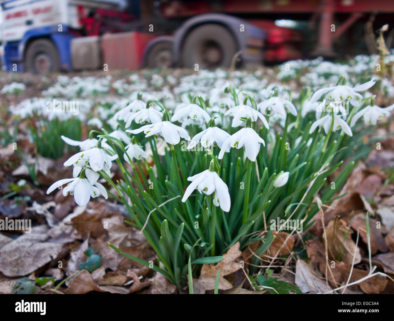 Chute de neige Galanthus snowdrop dans grass point par route country lane Banque D'Images