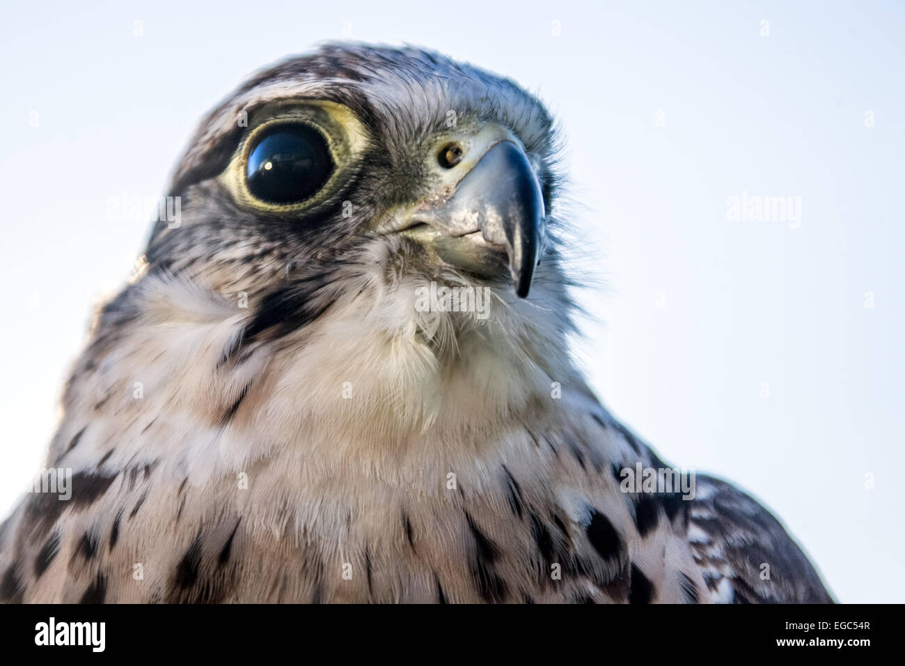 Le faucon Lanner (Falco biarmicus), un puissant oiseau de proie trouvé à travers l'Afrique, le sud-est de l'Europe, et certaines parties de l'Asie, connu pour sa vitesse, son agilité, un Banque D'Images
