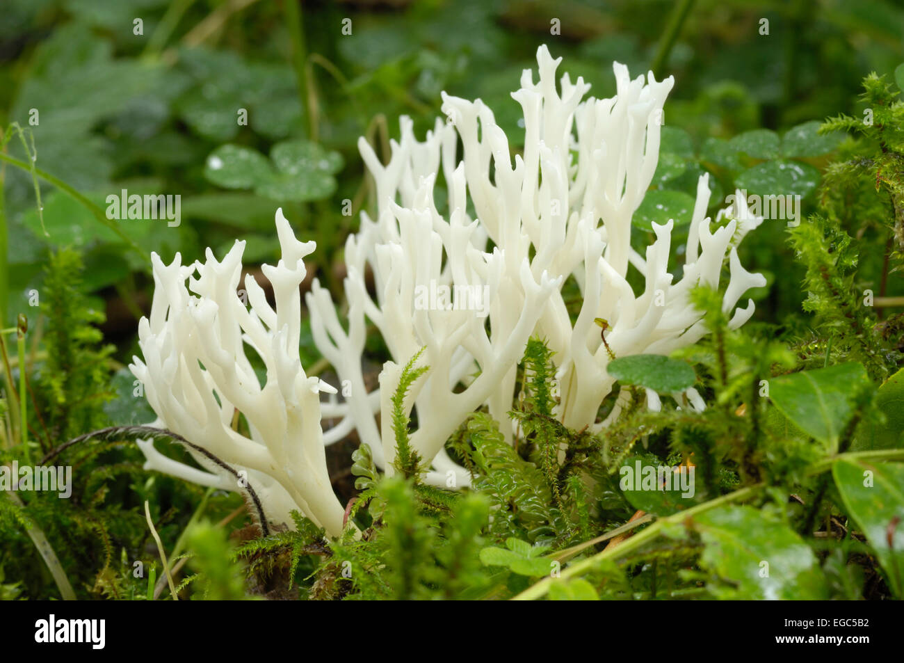 Ramariopsis kunzei, corail champignon, Carstramon Bois, Dumfries & Galloway Banque D'Images