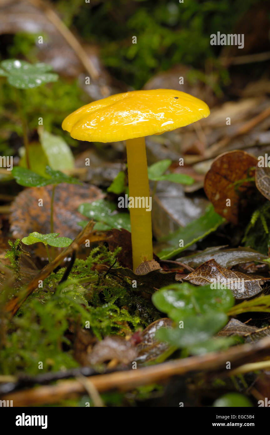 Hygrocybe chlorophana Waxcap, or - vallée de la flotte, Dumfries et Galloway, Écosse Banque D'Images