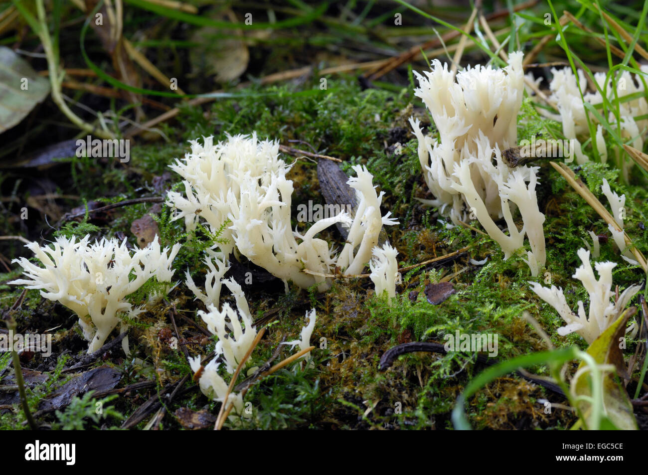 Champignon de corail blanc, clavulina coralloides clavulina cristata) (ou plus en forêt mixte, Dumfries et Galloway, Écosse Banque D'Images