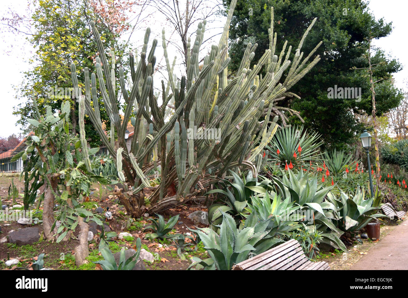 Cactus et arbustes dans le jardin Banque D'Images