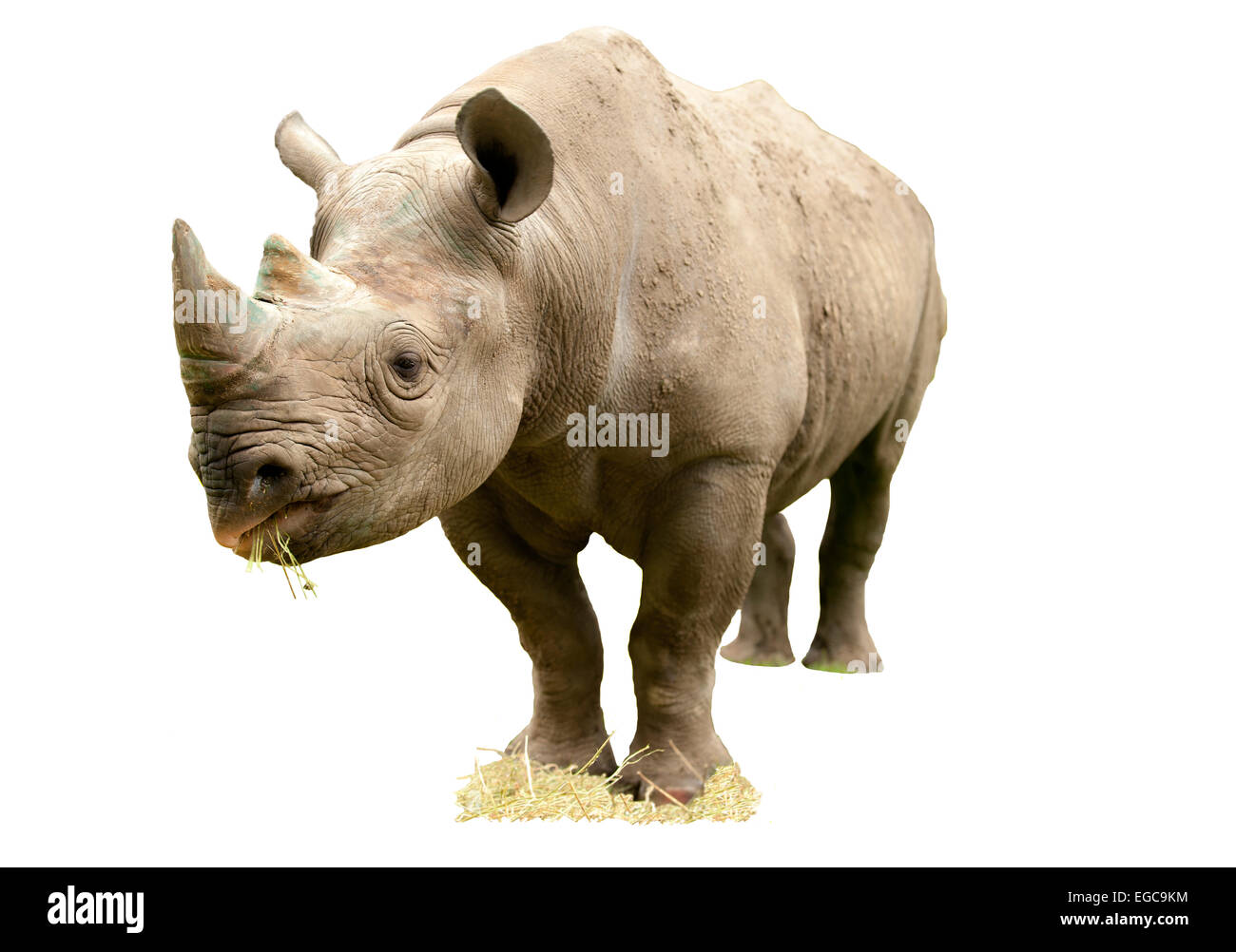 Découper l'image d'un rhinocéros noir Banque D'Images