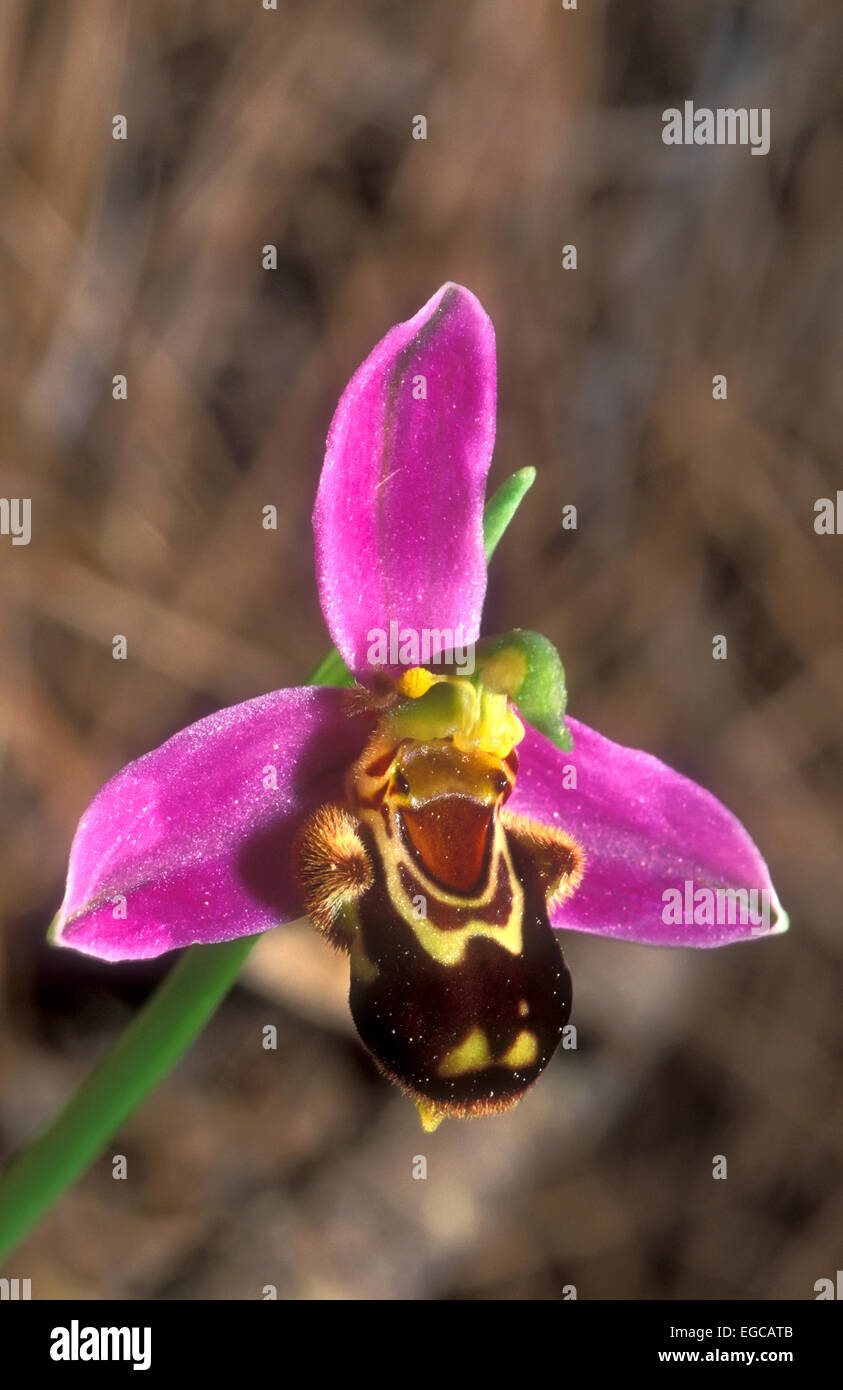 Wild Orchid flower close up Banque D'Images