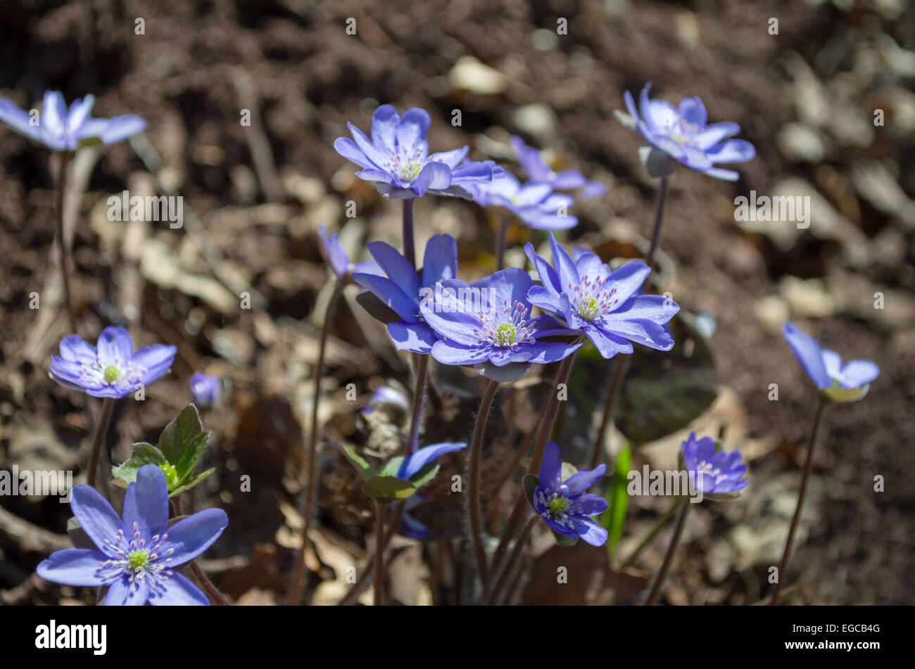 Kidneywort avec fleurs bleu brun gros plan arrière-plan flou Banque D'Images