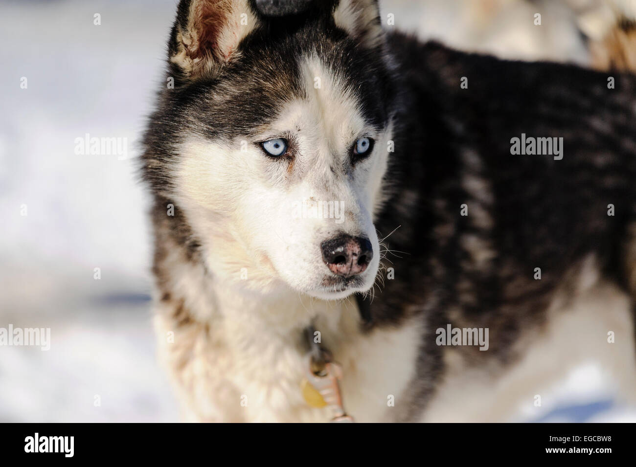 Blue Eyed black white siberian husky mâle portrait stakeout avant un concours. sleddog Banque D'Images