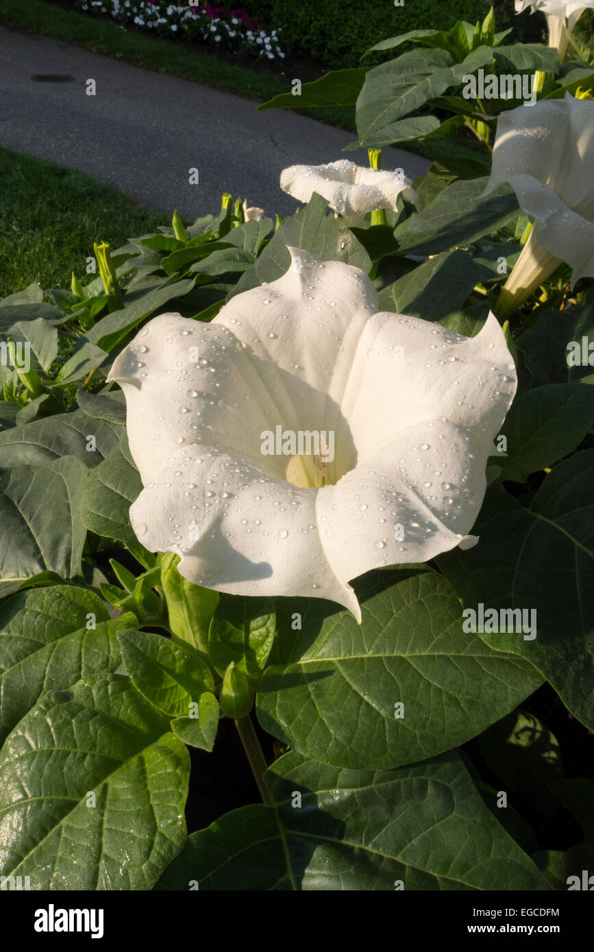 L'attrayant mais hautement toxique fleur d'une datura stramoine connue également comme anges et trompette. Banque D'Images