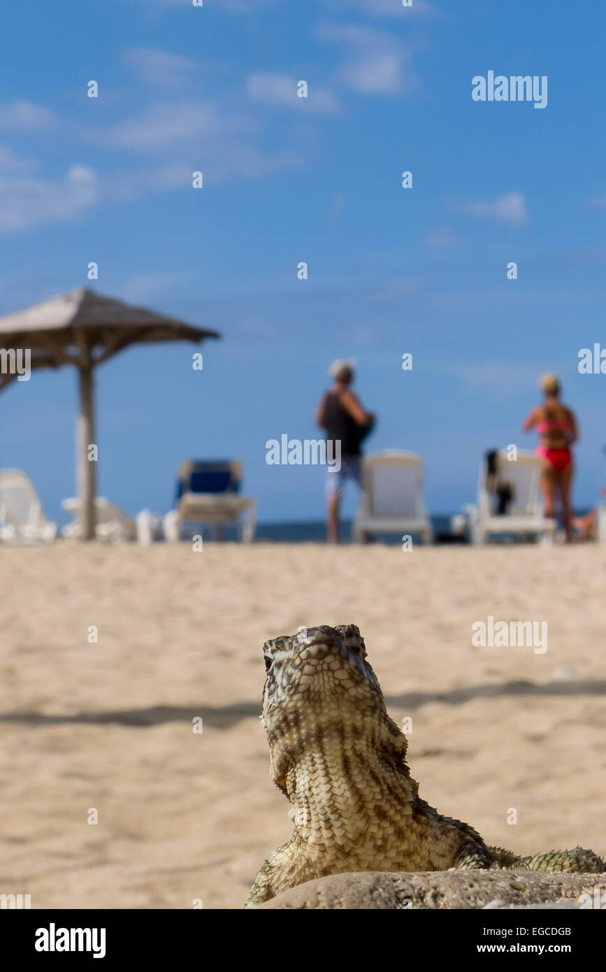 Une politique commune de curly-tailed lizard leiocephalus carinatus peeks sur un rocher sur une plage touristique à jibacoa cuba Banque D'Images