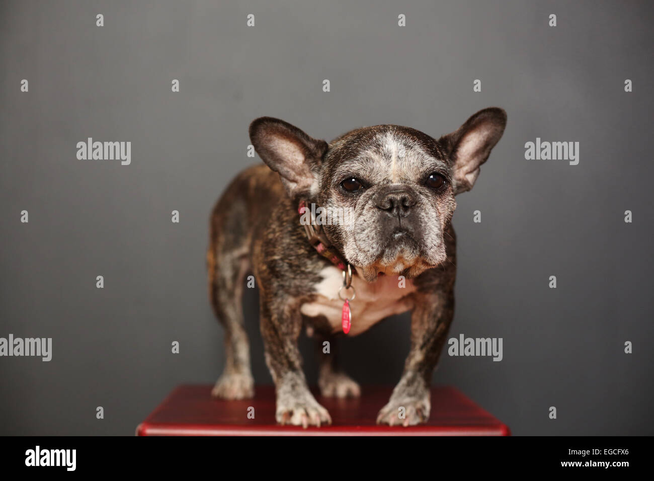 Un mignon, vieux bouledogue français avec un visage gris. Banque D'Images