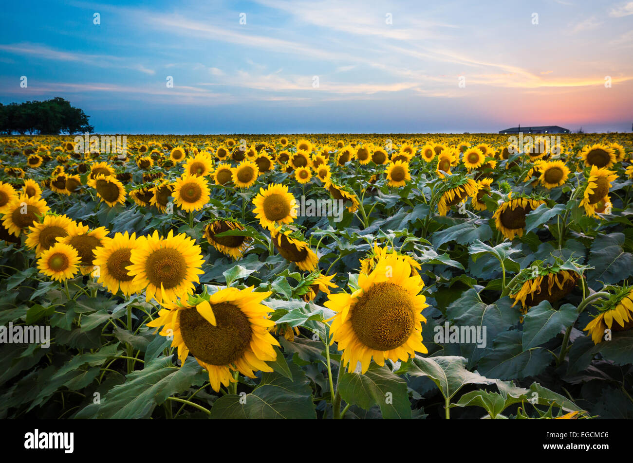 Tournesols dans Waxahachie dans le nord du Texas Banque D'Images