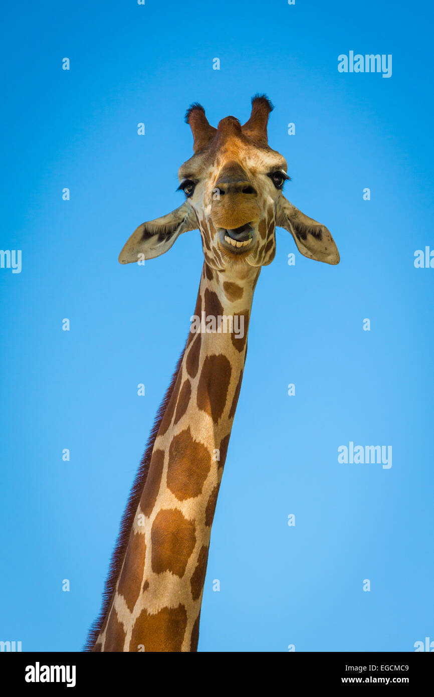 La girafe est un mammifère ongulé à longs doigts même, le plus grand animal terrestre vivant et le plus grand ruminant. Banque D'Images