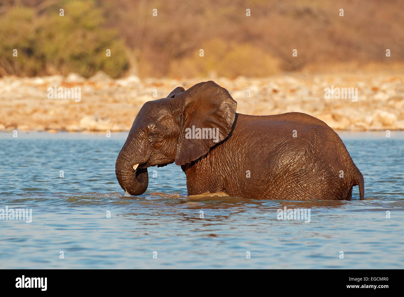 L'éléphant africain (Loxodonta africana) jouant dans l'eau, Etosha National Park, Namibie Banque D'Images