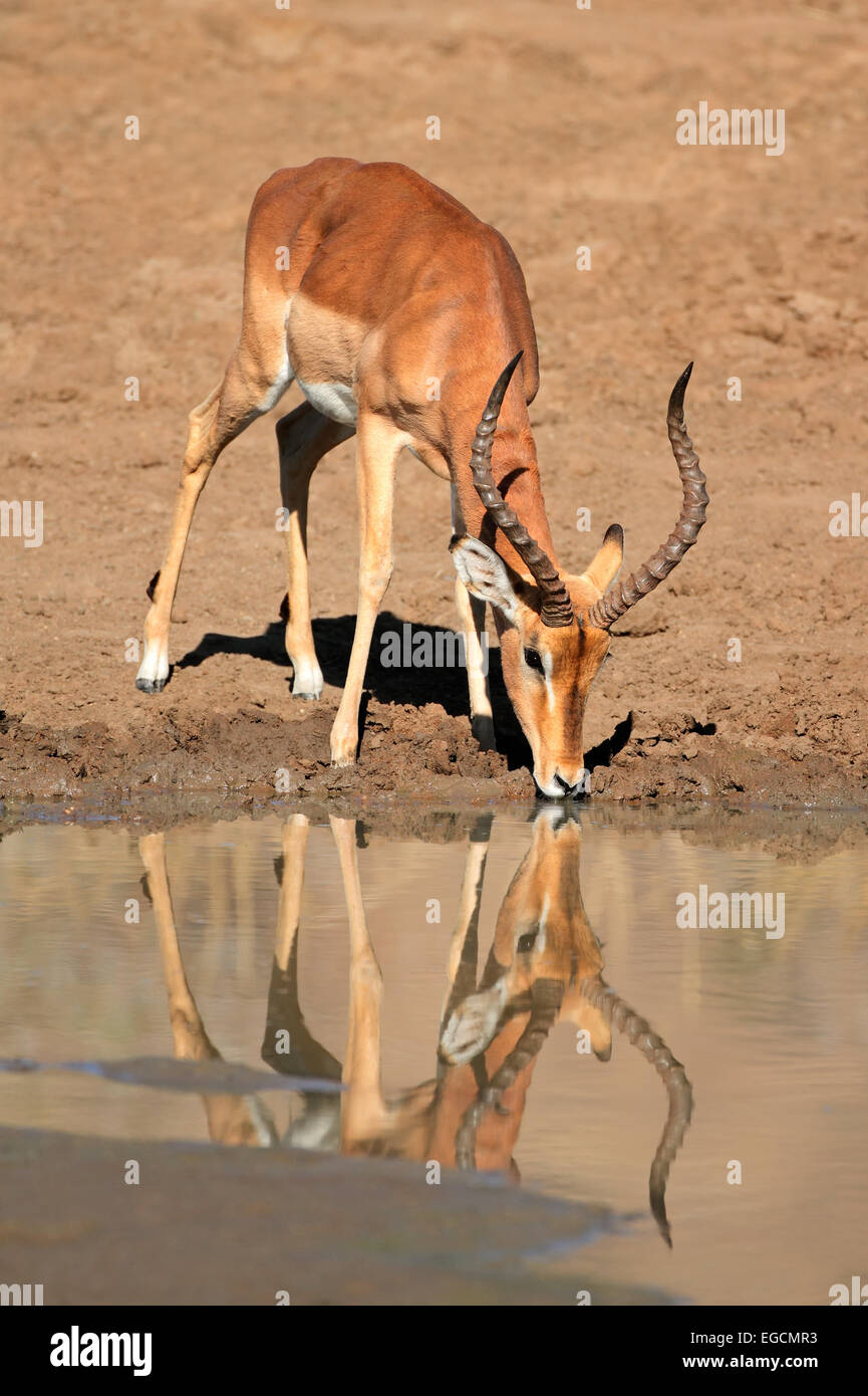 Un mâle antilope Impala (Aepyceros melampus) eau potable, Pilanesberg National Park, Afrique du Sud Banque D'Images