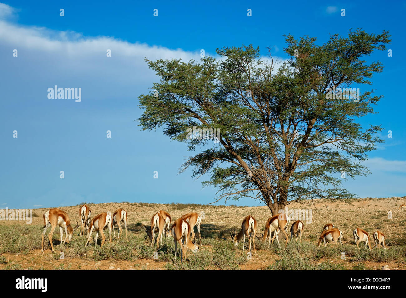 Paysage avec Acacia et antilopes springboks (Antidorcas marsupialis), désert du Kalahari, Afrique du Sud Banque D'Images