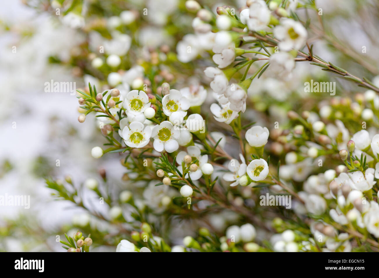 La cire blanche fleur en arrière-plan naturel blured Photo Stock - Alamy