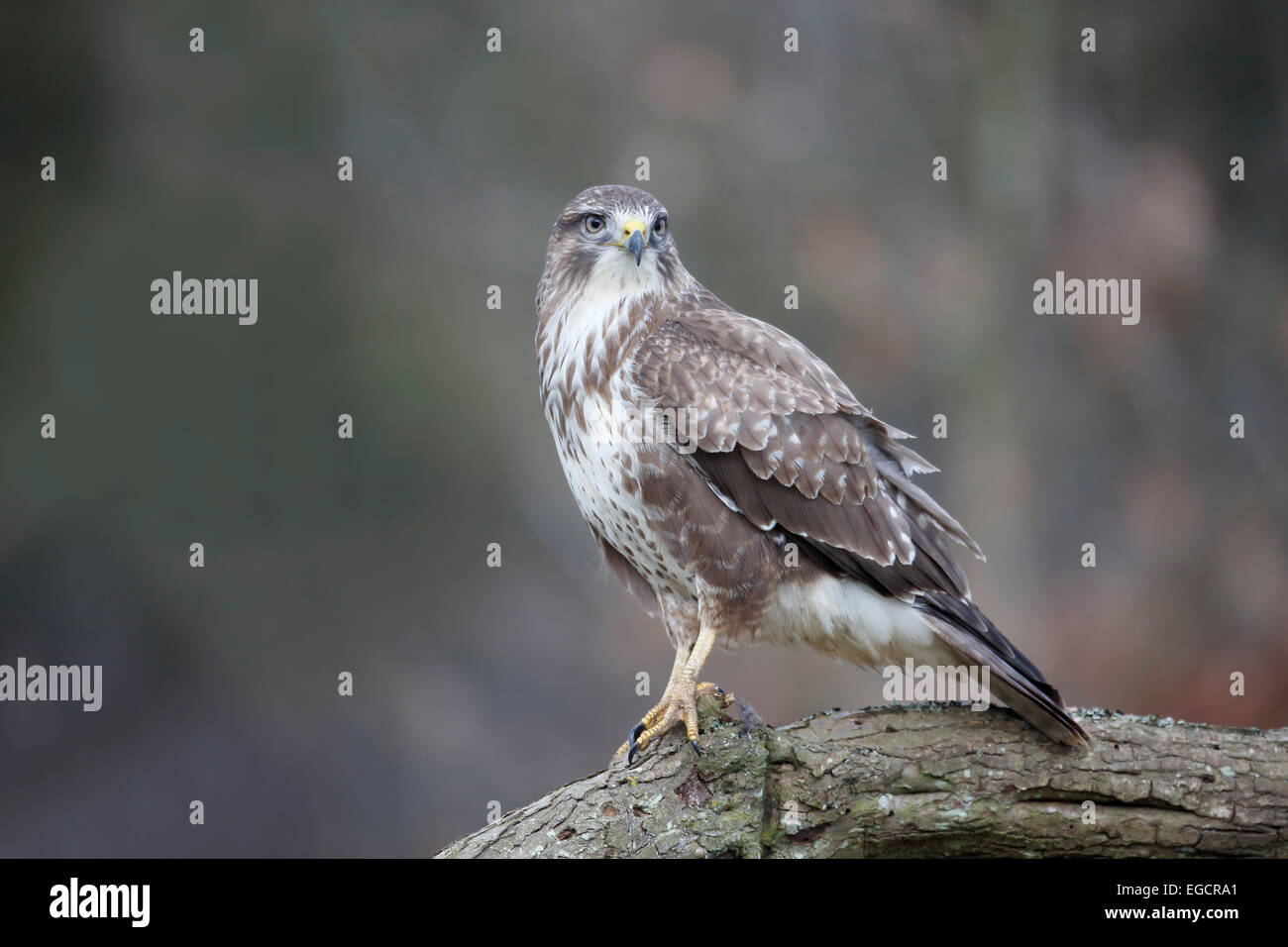 Buse variable, Buteo buteo, seul oiseau sur branche avec faisan, Warwickshire, Janvier 2015 Banque D'Images