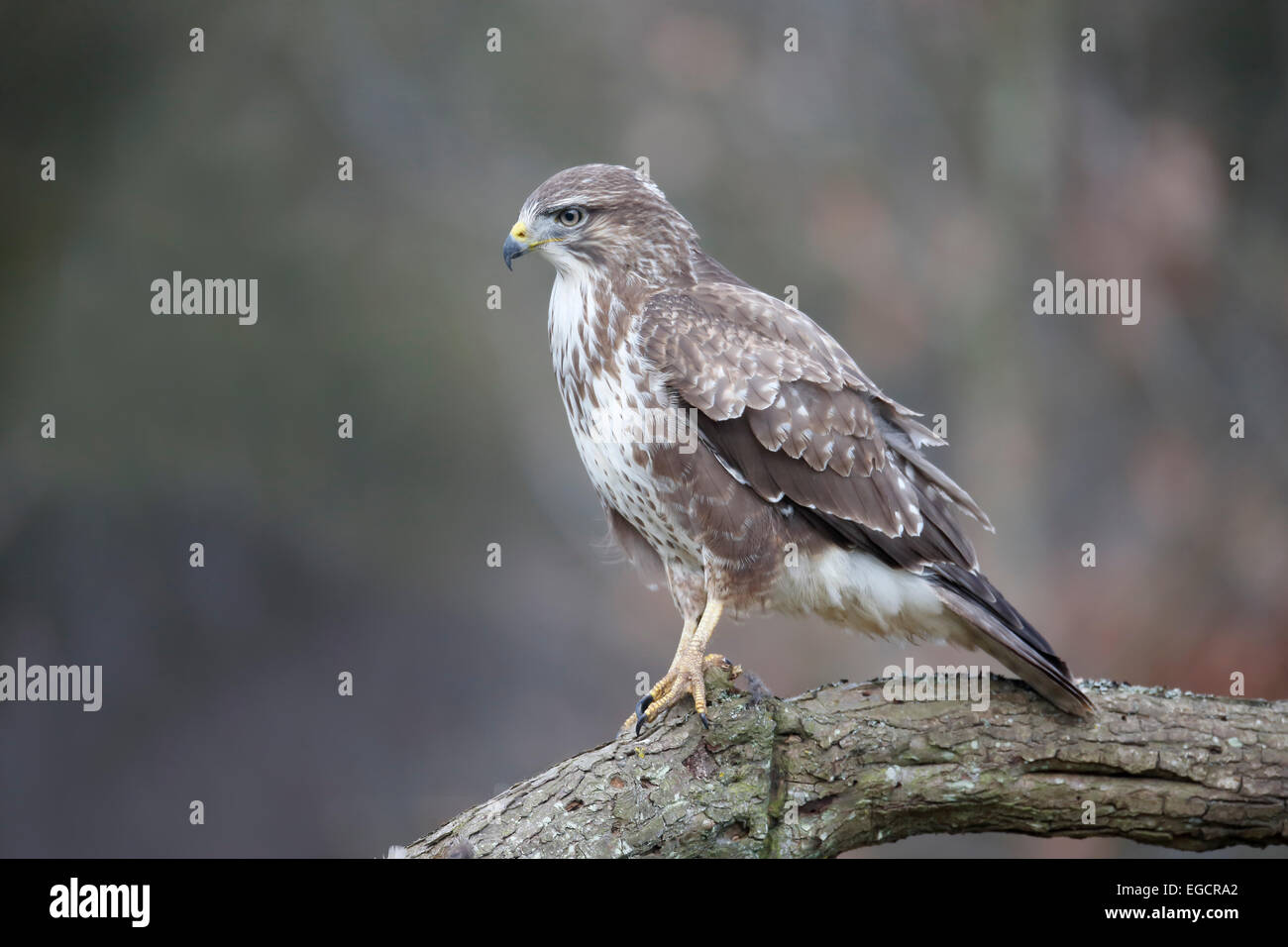Buse variable, Buteo buteo, seul oiseau sur branche avec faisan, Warwickshire, Janvier 2015 Banque D'Images