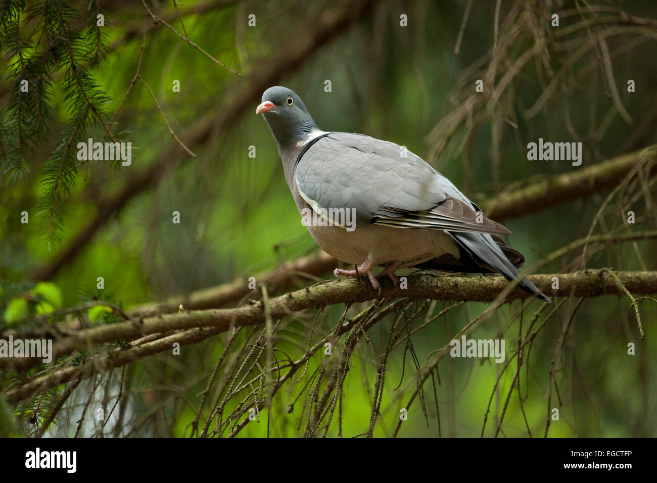 Pigeon ramier (Columba palumbus), Saxe, Allemagne Banque D'Images