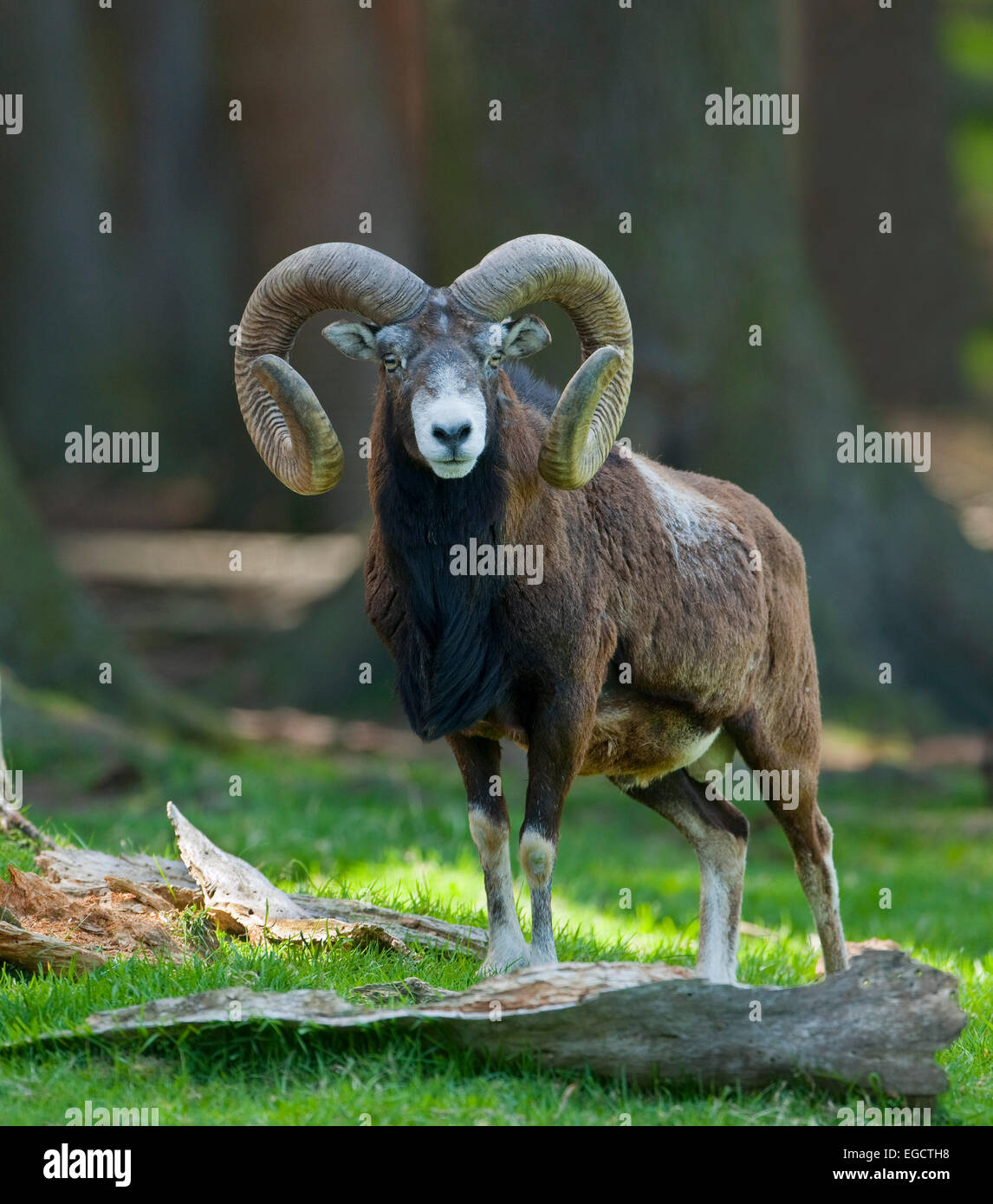 Mouflon européen (Ovis ammon musimon), ram, captive, Basse-Saxe, Allemagne Banque D'Images