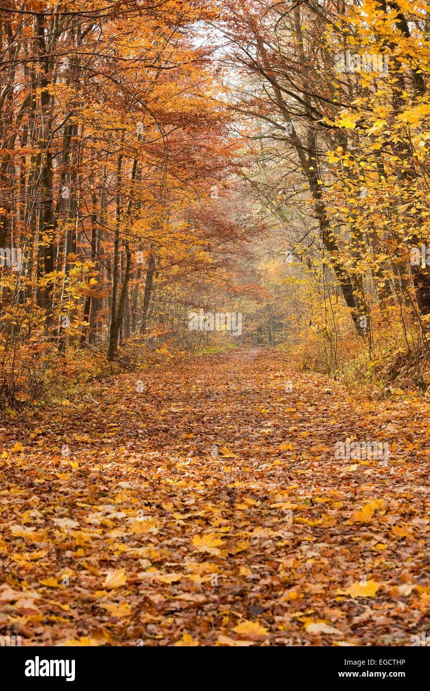 Sentier de forêt en automne, Thuringe, Allemagne Banque D'Images