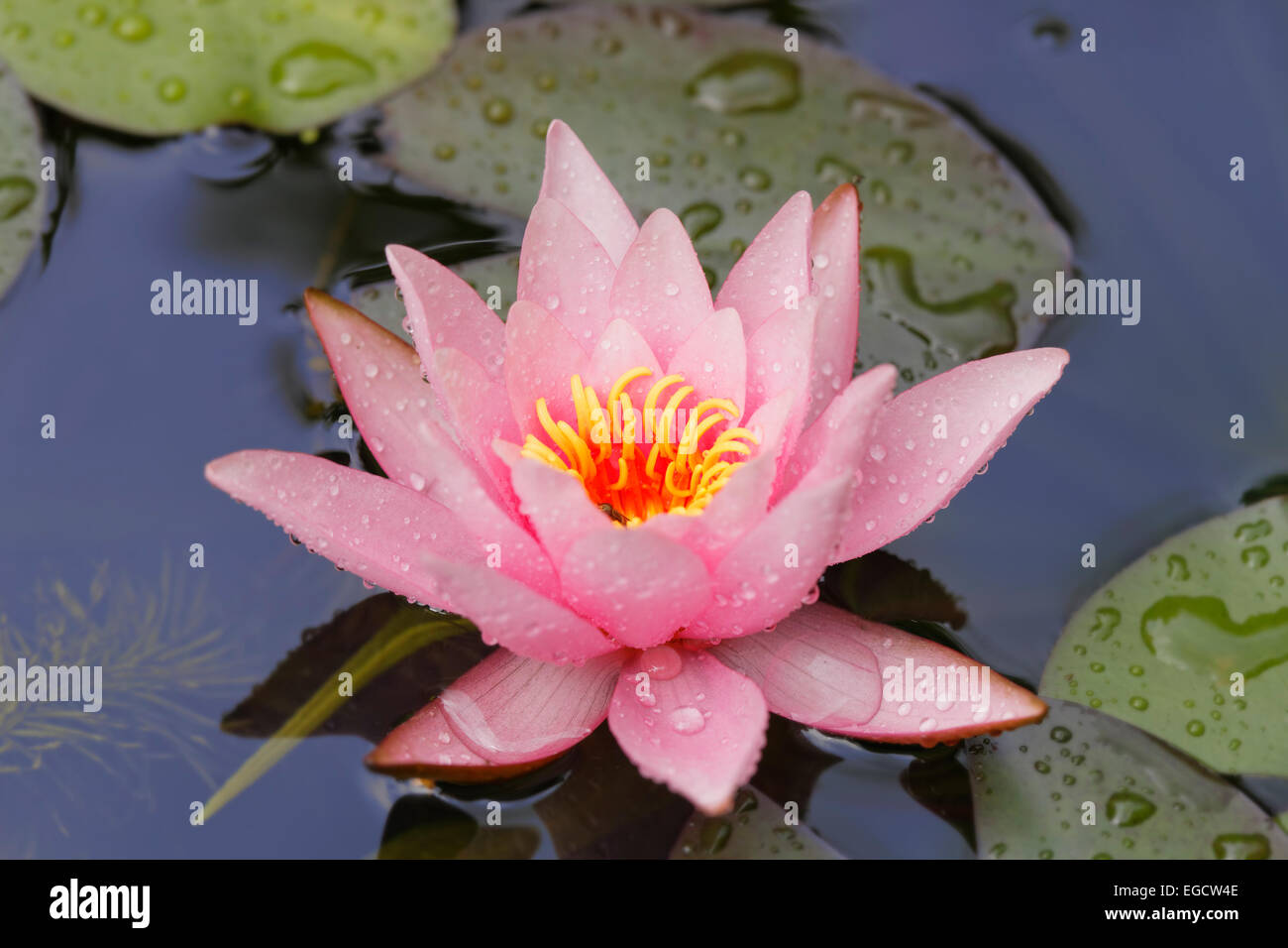 Water Lily (Nymphacea), fleur rose, Bavière, Allemagne Banque D'Images